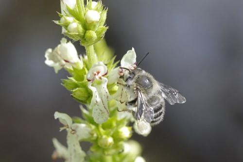 Anthophora quadrimaculata